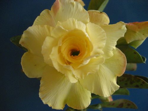 Adenium obesum Luangpaumsap Karoo rose - desert rose - impala lily seeds