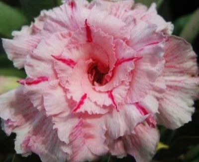 Adenium obesum Mary Poppins Karoo rose - Desert rose - Impala lily Mary Poppins seeds