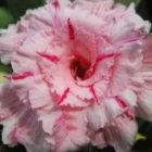 Adenium obesum Mary Poppins  semi