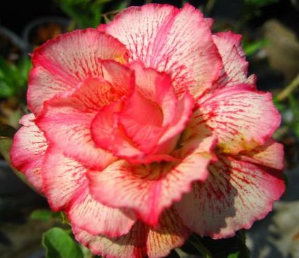 Adenium obesum Money Karoo rose - desert rose - impala lily seeds