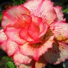 Adenium obesum Money