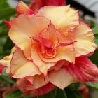 Adenium obesum Morning Star Rose du d?sert - Faux baobab Morning Star graines