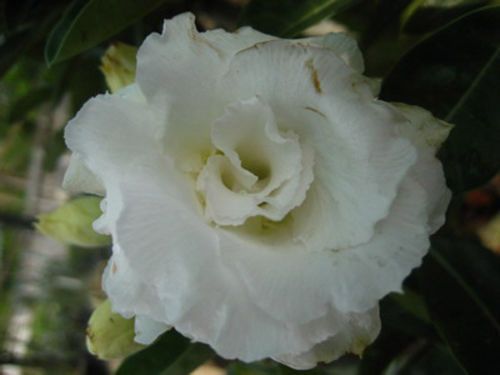 Adenium obesum Nang-Faah Karoo rose - desert rose - impala lily seeds