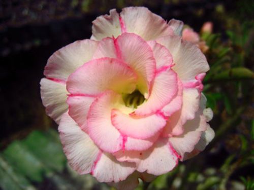 Adenium obesum Nangngam Karoo rose - desert rose - impala lily seeds