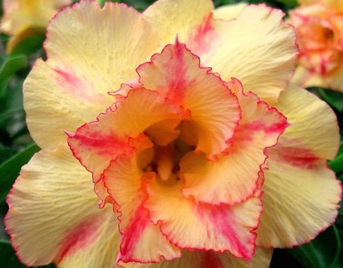 Adenium obesum Orange V Karoo rose - desert rose - impala lily seeds