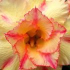 Adenium obesum Orange V Rose du d?sert - Faux baobab graines