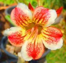 Adenium obesum Pawpun Karoo rose - desert rose - impala lily seeds