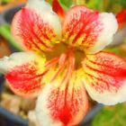 Adenium obesum Pawpun Rose du d?sert - Faux baobab
 graines