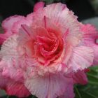 Adenium obesum Pinkpanter Rose du d?sert - Faux baobab graines