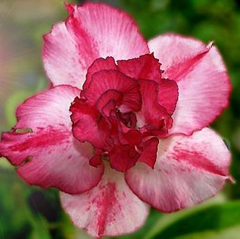 Adenium obesum Pretty Girl Karoo rose - desert rose - impala lily seeds