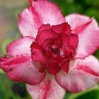 Adenium obesum Pretty Girl