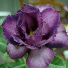 Adenium obesum Purple Doxxon Karoo rose - desert rose - impala lily seeds