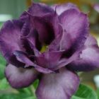 Adenium obesum Purple Doxxon  cемян