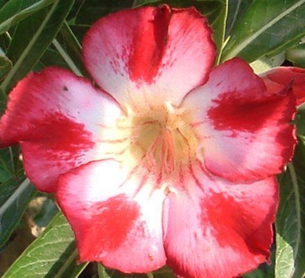 Adenium obesum Red Moonlight Karoo rose - desert rose - impala lily seeds