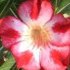 Adenium obesum Red Moonlight