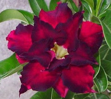 Adenium obesum Rose Karoo rose - desert rose - impala lily seeds