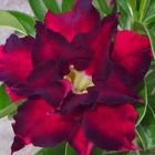 Adenium obesum Rose W?stenrose Samen