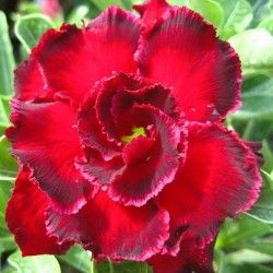 Adenium obesum Rosemarie Karoo rose - desert rose - impala lily seeds