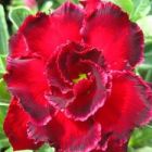 Adenium obesum Rosemarie W?stenrose Samen