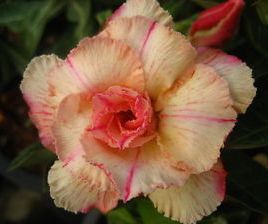 Adenium obesum Siam Vanilla Karoo rose - desert rose - impala lily seeds