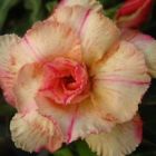 Adenium obesum Siam Vanilla Rose du d?sert - Faux baobab graines