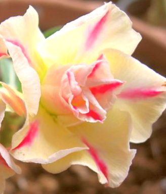 Adenium obesum Sugared Lilac Karoo rose - Desert rose - Impala lily Sugared Lilac seeds