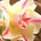 Adenium obesum Sugared Lilac  semi