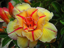 Adenium obesum Tongake Karoo rose - desert rose - impala lily seeds