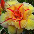 Adenium obesum Tongake W?stenrose Samen