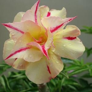 Adenium obesum Tongnopprakun Karoo rose - desert rose - impala lily seeds