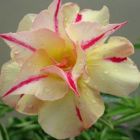 Adenium obesum Tongnopprakun W?stenrose Samen