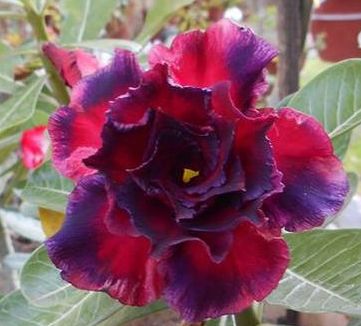 Adenium obesum Triple Anna Karoo rose - Desert rose - Impala lily Triple Anna seeds