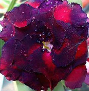 Adenium obesum Triple Blue Lace Karoo rose - Desert rose - Impala lily Triple Blue Lace seeds