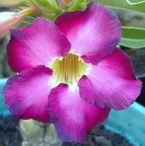 Adenium obesum Ultra Violet Karoo rose - desert rose - impala lily seeds