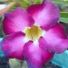 Adenium obesum Ultra Violet Rosee du d?sert - Faux baobab graines