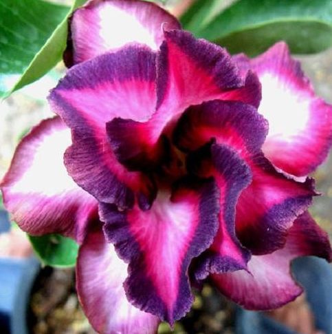 Adenium obesum Violetcity Karoo rose - desert rose - impala lily seeds