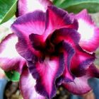 Adenium obesum Violetcity  cемян