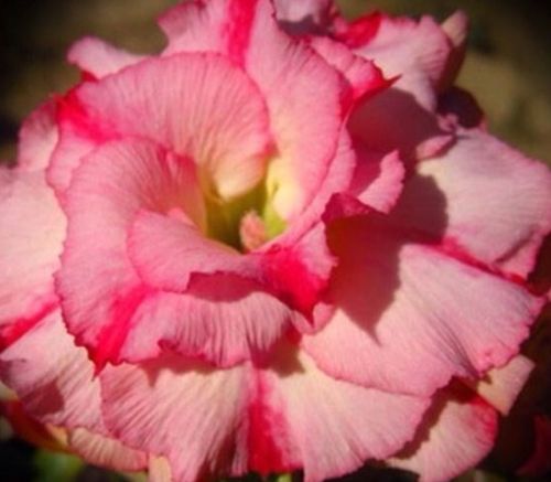 Adenium obesum Wanida Karoo rose - desert rose - impala lily seeds