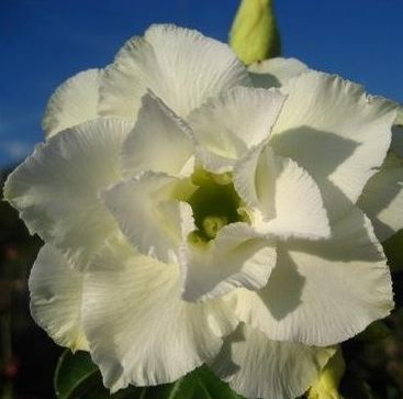 Adenium obesum Whitehouse Karoo rose - desert rose - impala lily seeds