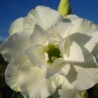 Adenium obesum Whitehouse