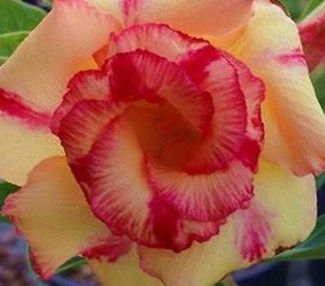 Adenium obesum Wormwhole Karoo rose - Desert rose - Impala lily Wormwhole seeds