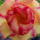 Adenium obesum Wormwhole Rose du d?sert - Faux baobab Wormwhole graines