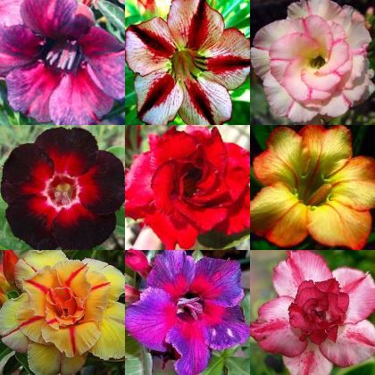 Adenium obesum mixed colours Desert rose mixed colours seeds