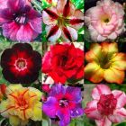 Adenium obesum mixed colours W?stenrose gemischte Farben Samen