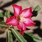 Adenium obesum Rosa del deserto ? oleandro del Madagascar semi