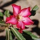 Adenium obesum Rosa del desierto - Adenio semillas