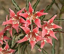 Adenium somalense var. crispum Desert Rose crispum seeds