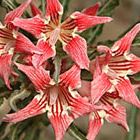 Adenium somalense var. crispum  semillas