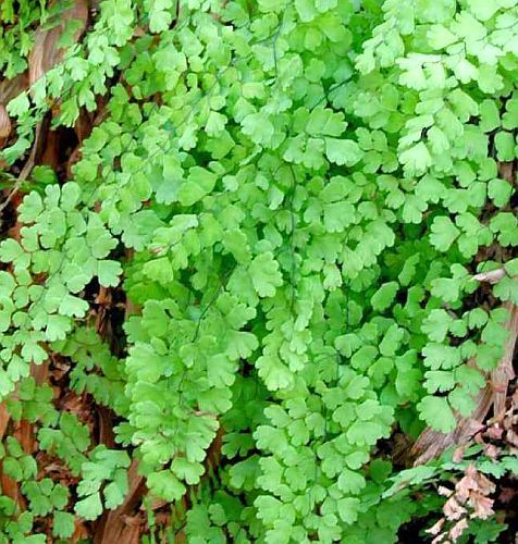 Adiantum capillus-veneris maidenhair fern - venus hair fern seeds