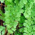 Adiantum capillus-veneris Capillaire de Montpellier ? Cheveu-de-V?nus graines